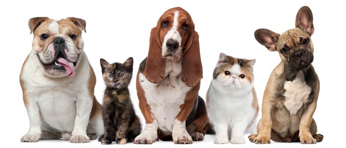 Pet Insurance & Veterinarian Cover